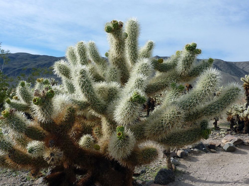 joshua tree national park (20).JPG